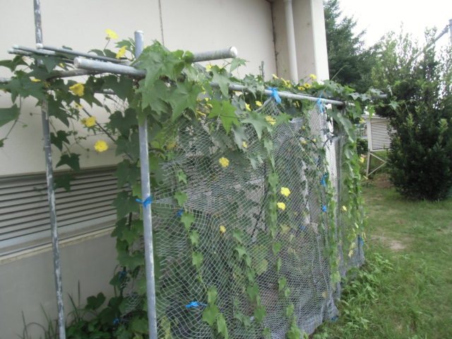 ヘチマの栽培 4年 松阪市立中原小学校